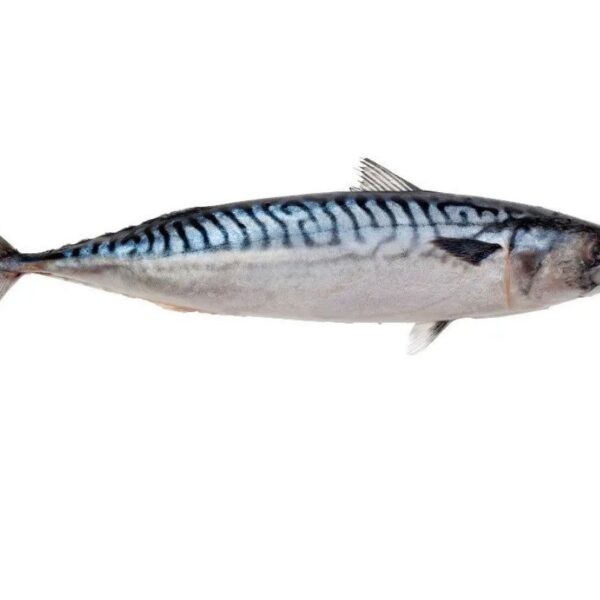 სკუმბრია (Mackerel) — ახალი