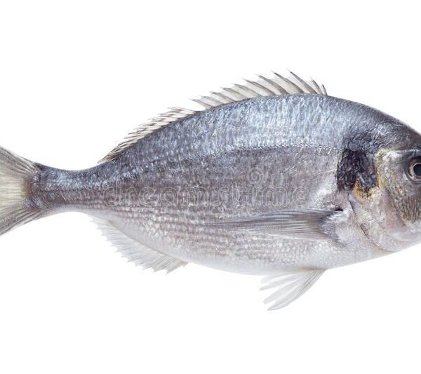 იყიდება დორადო (Gilt-head Sea Bream) — 800 გ | 30 ₾
