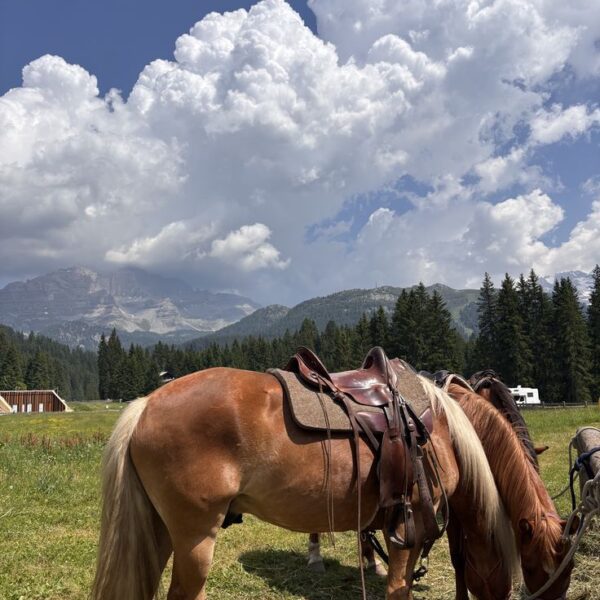 🐎 იყიდება სუფთა სისხლის ცხენი