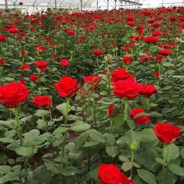 იყიდება ვარდები