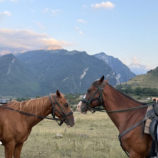 🐎 იყიდება სუფთა სისხლის ცხენი