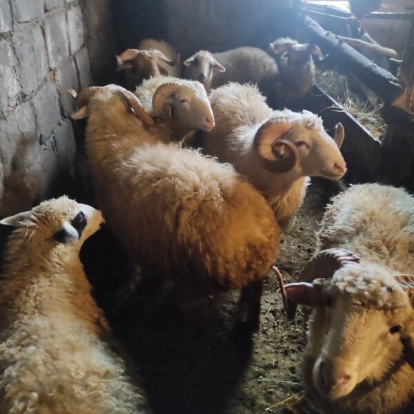 🐑 იყიდება ცხვარი