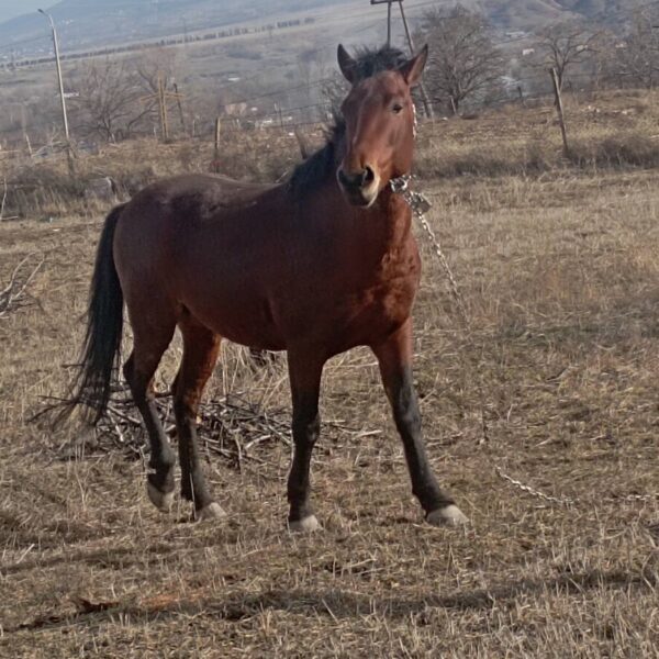 იყიდება მაგარი, მთისთვის გამძლე ცხენი 🐎