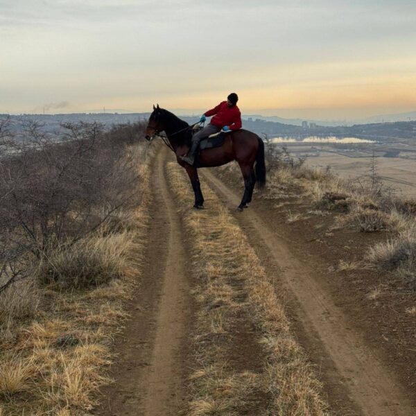 🐎 იყიდება ანგლო-ყარაჩაის ჯიშის ულაყი – ახალი ჩამოყვანილი!