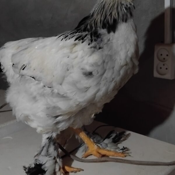 იყიდება ბრამას 3 ვარიკევი