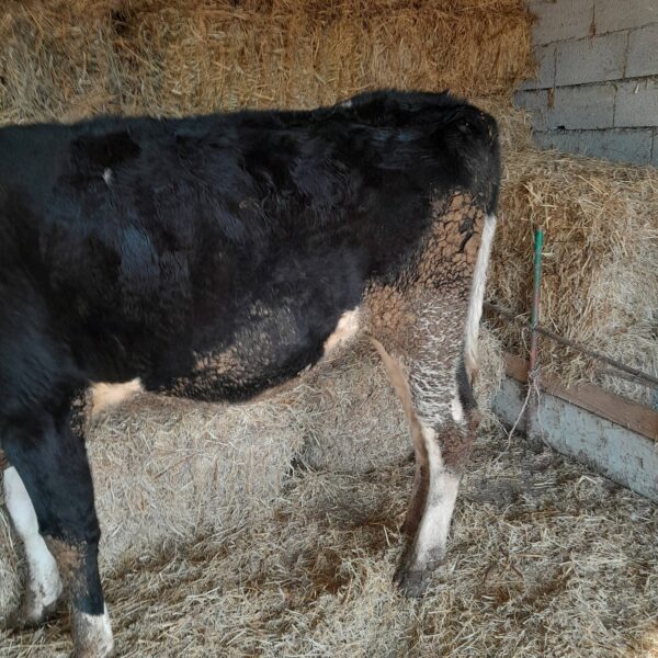 🐄 იყიდება უშობელა ძროხა