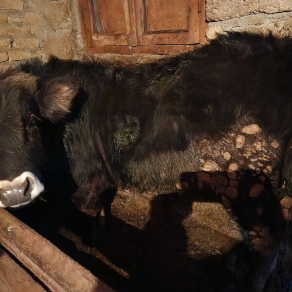 🐄 იყიდება მოზვერი — დუშეთი