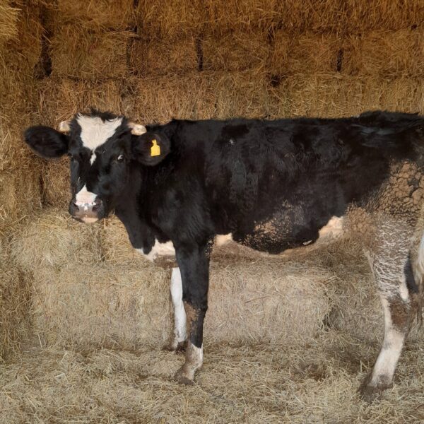 🐄 იყიდება უშობელა ძროხა