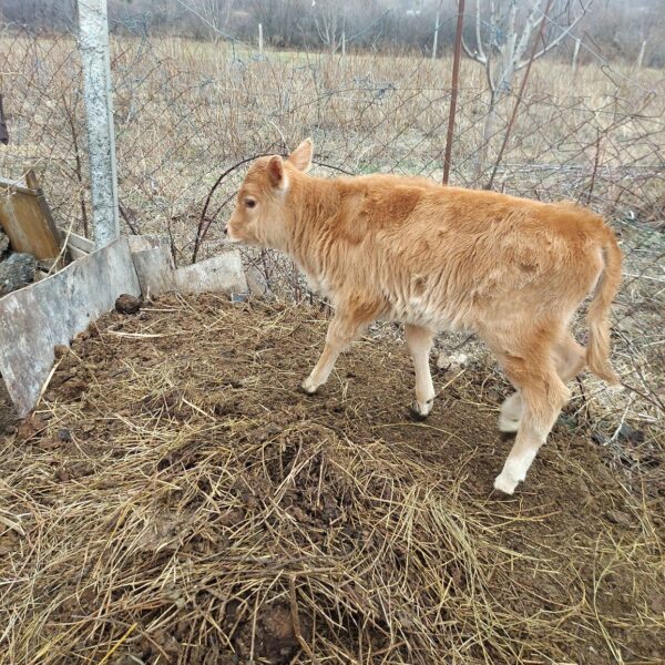 🐄 იყიდება ძუძუს საფურე ხბო — 1 თვის