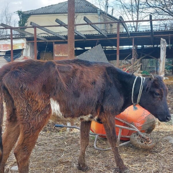 🐄 იყიდება 4 სული დეკეული