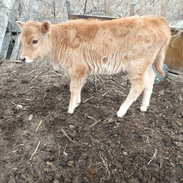 🐄 იყიდება ძუძუს საფურე ხბო — 1 თვის