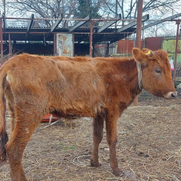 🐄 იყიდება 4 სული დეკეული