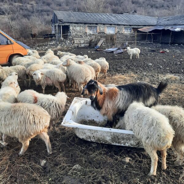 🐐 იყიდება 2 ყოჩი, 1 მამალი თოხლი და 1 ვაცი
