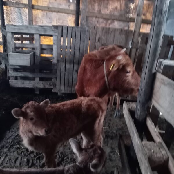 🐄 იყიდება ძროხები ხბოებით