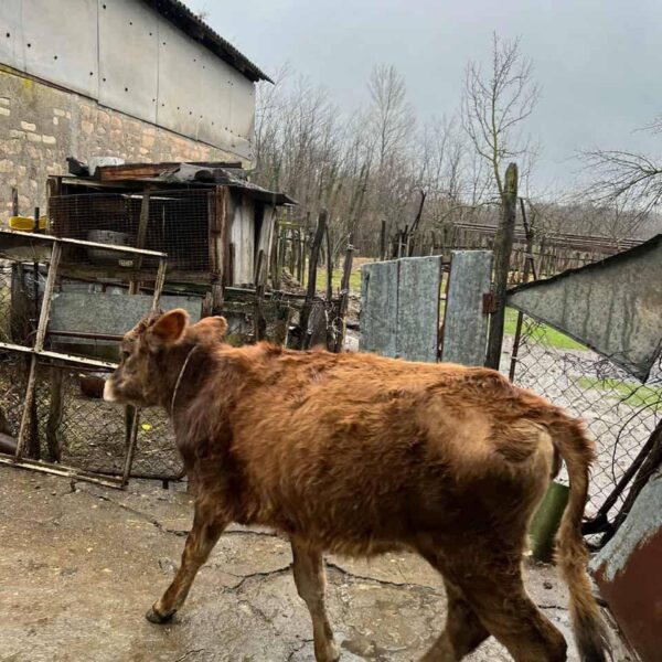 🐄 იყიდება საჯიშე დეკეული — 10 თვის