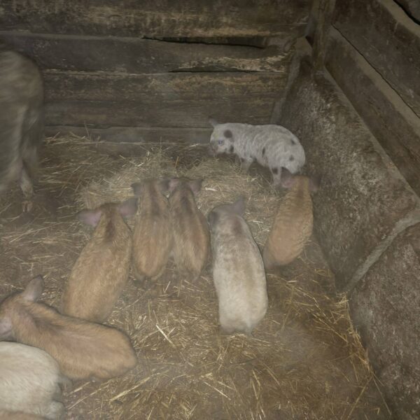 🐖 იყიდება 9 გოჭი