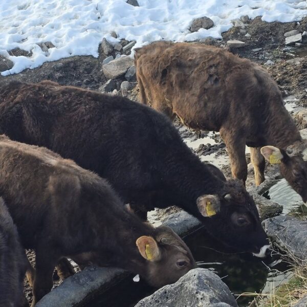 🐄 იყიდება 12 მოზვერი