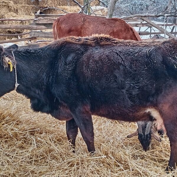🐄 იყიდება ძროხები ხბოებით