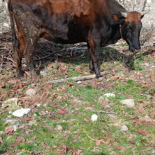 🐄 იყიდება მარტში მოსაგები დეკეული