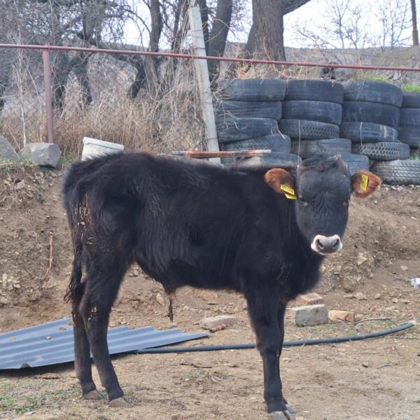 🐄 იყიდება 2 ცალი მოზვერი