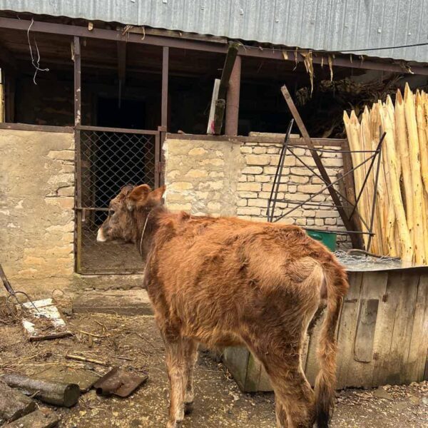 🐄 იყიდება საჯიშე დეკეული — 10 თვის