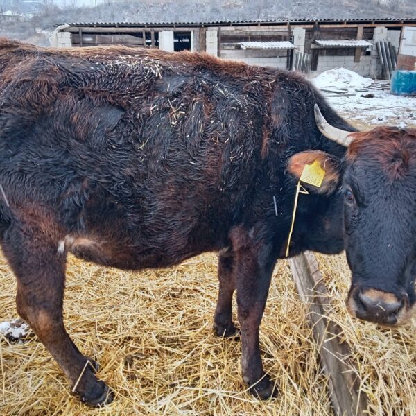 🐄 იყიდება ძროხები ხბოებით