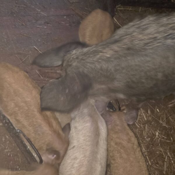 🐖 იყიდება 9 გოჭი