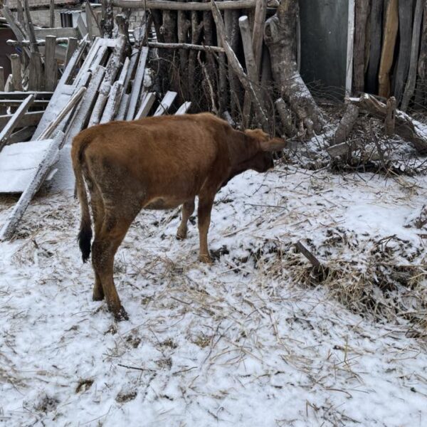 🐄 იყიდება შესანახი დეკეული (1 წლის)