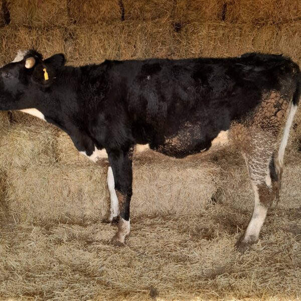 🐄 იყიდება უშობელა ძროხა
