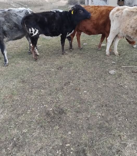 იყიდება შავი დეკეული — ხევსურული ჯიში
