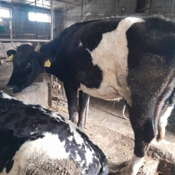 🐄 იყიდება ძროხა და დეკეული