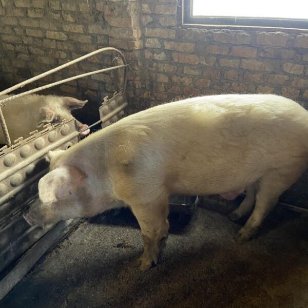 🐖 იყიდება ღორი