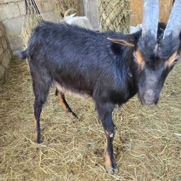 🐐 სასწრაფოდ იყიდება ალპური ჯიშის შავტუხა ვაცი — იშვიათი და საოცარი გარეგნობის