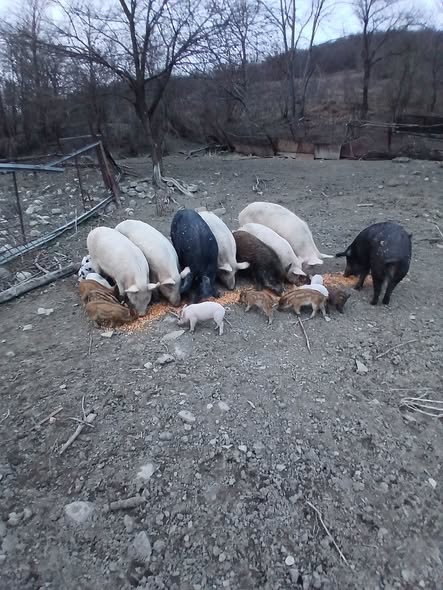 🐖 იყიდება 3 დედაღორი, 28 გოჭი და 5 დასაკლავი ღორი