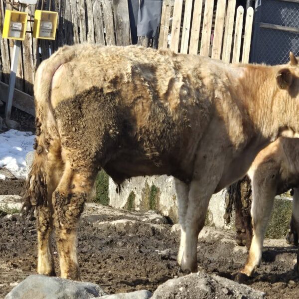 🐄 იყიდება 12 მოზვერი
