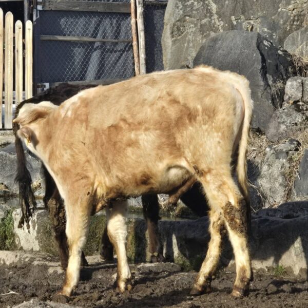 🐄 იყიდება 12 მოზვერი