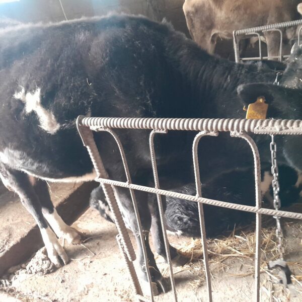🐄 იყიდება ძროხა და დეკეული