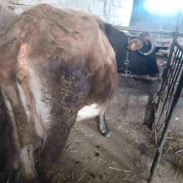 🐄 იყიდება ძროხა და დეკეული