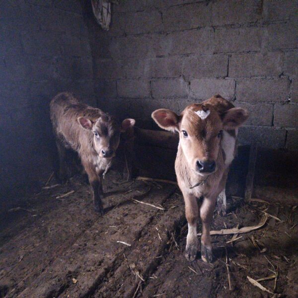 🐄 იყიდება 2 მოზარდი მოზვერი