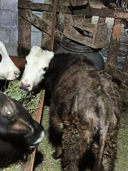 🐄 იყიდება დეკეული