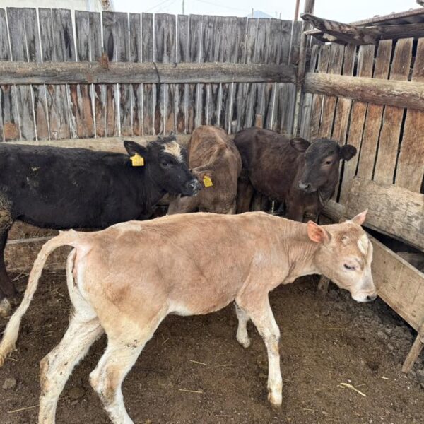 🐄 იყიდება 4 დეკეული — 6–7 თვის