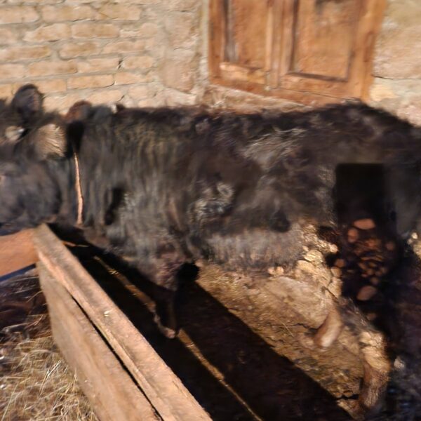 🐄 იყიდება მოზვერი — დუშეთი
