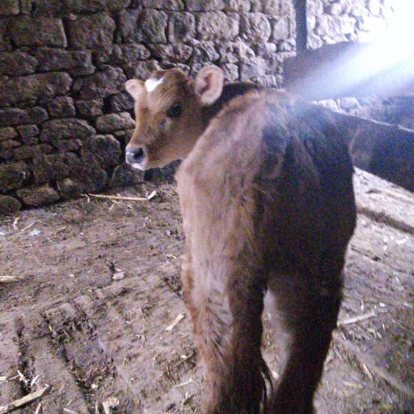 🐄 იყიდება 2 მოზარდი მოზვერი