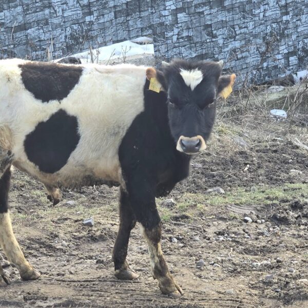 🐄 იყიდება 12 მოზვერი