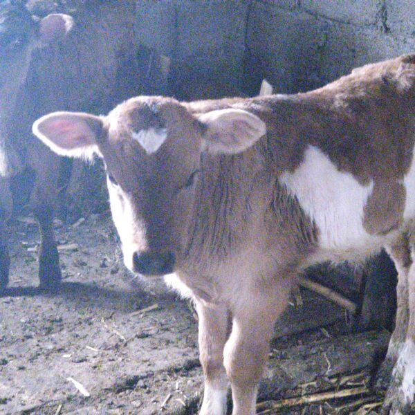 🐄 იყიდება 2 მოზარდი მოზვერი