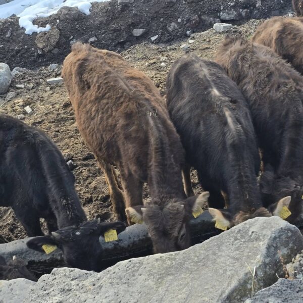 🐄 იყიდება 12 მოზვერი