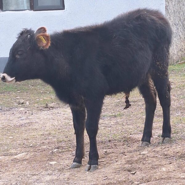 🐄 იყიდება 2 ცალი მოზვერი