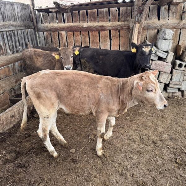 🐄 იყიდება 4 დეკეული — 6–7 თვის