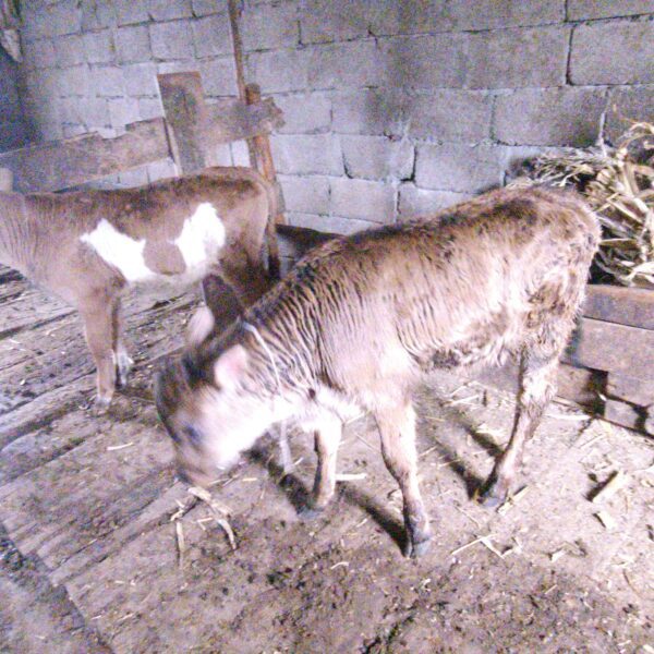 🐄 იყიდება 2 მოზარდი მოზვერი