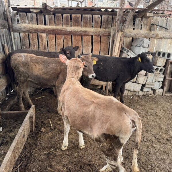 🐄 იყიდება 4 დეკეული — 6–7 თვის